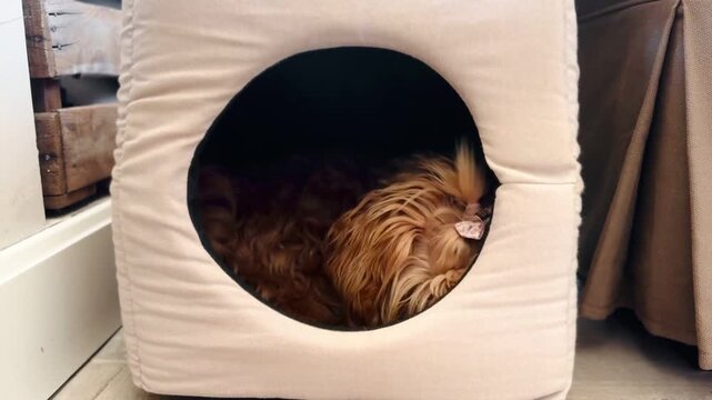 Cute and Mischievous Maltipoo Dog Looking Out from Cozy Pet Bed.
