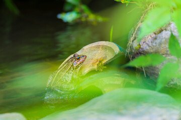 水辺で暮らすトノサマガエル