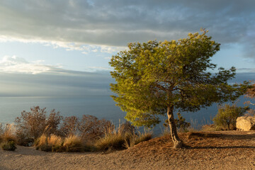 Lonely green tree on a hillside with a view of the sea and cloudy sky. Peaceful seascape in warm sunlight.
