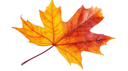 Obraz premium Vibrant maple leaf displaying autumn colors against a stark design on transparent background