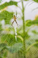 Close Up of Wasp Spider on Dew Covered Web