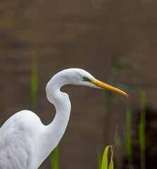 great blue heron