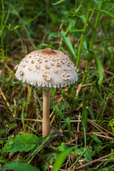 Wild Parasol Mushroom Growing in Natural Habitat