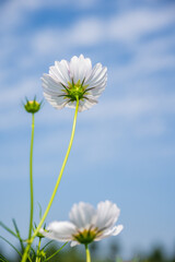 White cosmos flowers against clear blue sky background