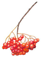 Hand drawn red rowan branch with red berries. Watercolor illustration.
