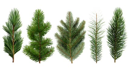 Collection of 5 Evergreen Tree Branches (Varying Needle Lengths) �C On Clean White Background, Ideal for Holiday Decor/Nature Studies, PNG, no background