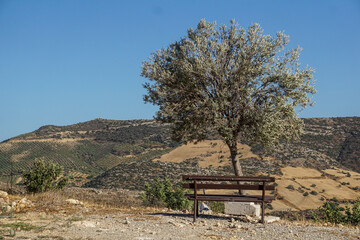 Paesaggio di campagna, in una giornata di sole, con una panchina in ferro arrugginita, senza persone, posizionata accanto ad un albero di ulivo
