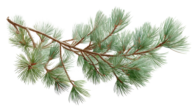 Detailed Illustration of Pine Tree Branch (Light Snow) �C Captures Winter, Evergreen Resilience, Shows Needle Textures, PNG, no background
