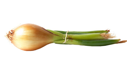 Sprouted onion head with green leaves.

