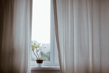 window and curtains