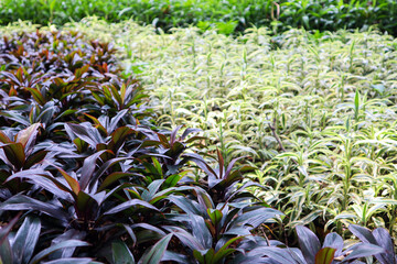 A beautiful nature garden with purple and green leaf. 