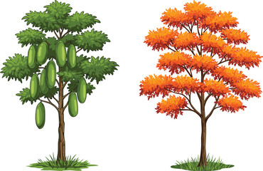 Papaya fruit tree and autumn foliage tree side by side on white background—seasonal nature vector for botany, design, and agriculture.