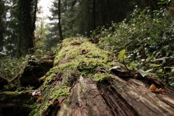 Close up of a mossy fallen log in a damp forest with green foliage and trees woods nature