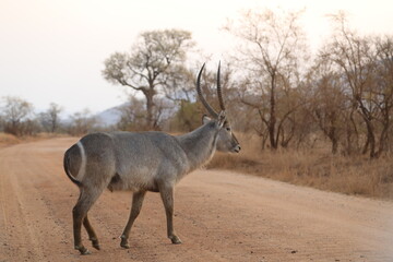 Male waterbuck with long horns crossing a dirt road in Kruger National Park, South Africa, at sunset light.