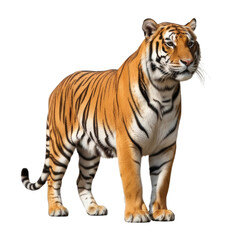 Fototapeta premium Majestic tiger with striking orange and black stripes stands confidently on a clean white background, showcasing its powerful physique and alert gaze.