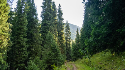 coniferous forest in the mountains