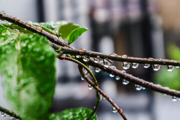close up of water droplets hanging from the branches and leaves, stunning display of nature's beauty. selective focus. 