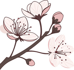 Cherry Blossom Vector Illustration – Elegant Sakura Floral Branch Design