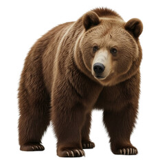 Fototapeta premium A powerful grizzly bear stands alert on a white background, showcasing its dense brown fur and imposing stature.