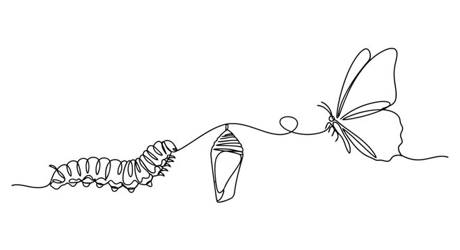 Continuous line drawing of caterpillar cocoon and butterfly metamorphosis concept vector illustratio