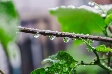 close up of water droplets hanging from the branches and leaves, stunning display of nature's beauty. selective focus. 