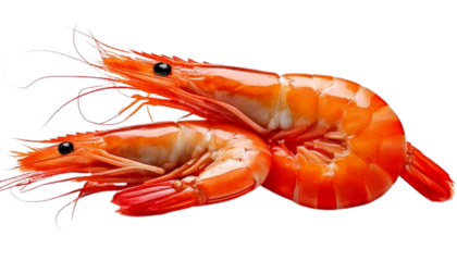 Raw seafood duo shrimp and prawns assorted, isolated on transparent background
