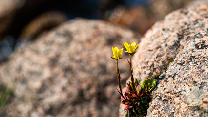 a flower grows on a rock. a mountain flower