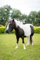 Obraz premium Majestic Pony Standing on Lush Green Grass