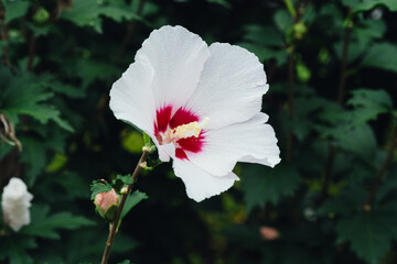 Close up of a white Rose of Sharon (Hibiscus syriacus), the national flower of South Korea, blooming in a summer garden.