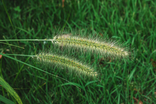 Close-up of Green Foxtail Grass (Setaria Viridis) Against a Blurred Meadow Background - Powered by Adobe