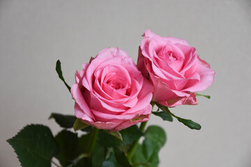 ピンクのばら