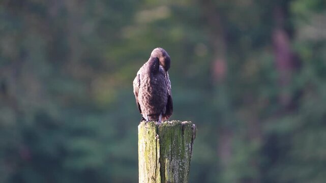 Microcarbo pygmaeus preens its feathers with its long beak and exposes itself to the sun