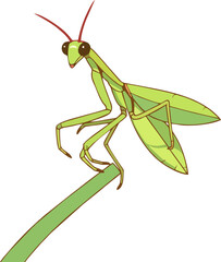 Cartoon Praying Mantis Vector Illustration – Cute Green Insect on Stem for Nature