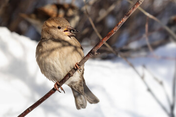 Sparrow Passer domesticus female bird on a branch of a bush, winter park background.