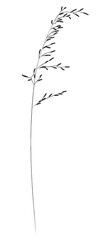 A plant of meadows and fields. A sketch of grass with a black outline and a simple design.