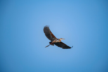 A purple Heron flying in the sky