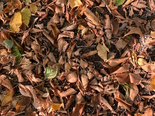 Dry autumn leaves scattered on the ground, photographed from above. Natural seasonal background with warm earthy tones, perfect for fall themes.