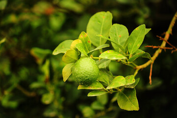 green lemons lined up on a leaf catch the day light. Fresh green lime fruit hanging from branch. Green lemon is citrus fruits on a branch with garden nature background. Green lime fruit on a tree