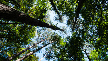 Looking up to the forest canopy