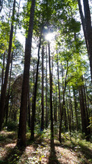 Tall trees in the forest with sunshine vertical photograph