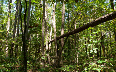 Fototapeta premium A tree fallen in the forest held up by other trees