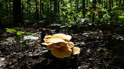 Large orange mushrooms on the forest floor, Ozark, Arkansas
