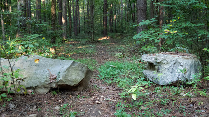 Tall trees in the forest with sunshine , large rocks
