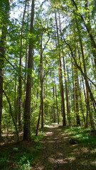 Tall trees in the forest with sunshine, hiking trail