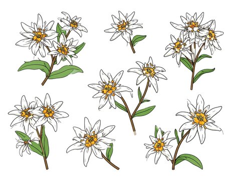 Floral illustration of edelweiss flowers