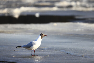 Seagulls are sitting on an ice floe, spring ice in the river and migratory birds have returned