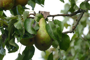 Birne an einem Baum im Herbst