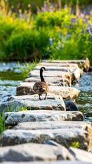 A goose walks across a stone river crossing