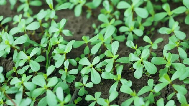 Purslane Portulaca oleracea growing in the ground,