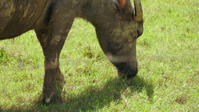 adult water buffalo Bubalus bubalis, with visible coating of dried mud its dark fur, depicted actively grazing abundant, vibrant green grass sundrenched outdoor pasture. closeup perspective captures
